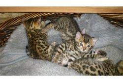 Beautiful Savanah Kittens For Lovely Homes