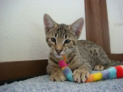 Gorgeous female Savannah Kitten