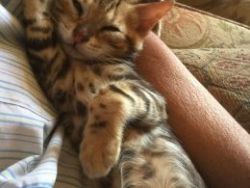 cutest Savannah Kittens