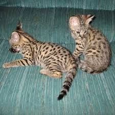 Savannah Kittens Available