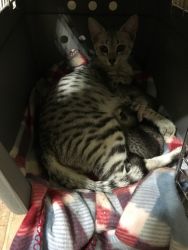 Savannah Kittens for Sale