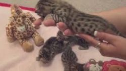 Savannah Kittens Available