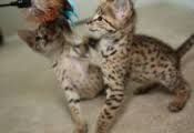 Lovely Savannah Kittens FOR NEW HOMES