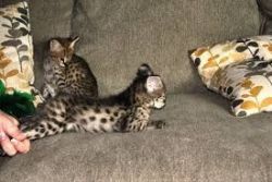 Male and Female Kittens For New Homes xxxxxxxxxx