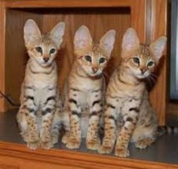 Charming TICA F1 Savannah Kittens xxxxxxxxxx