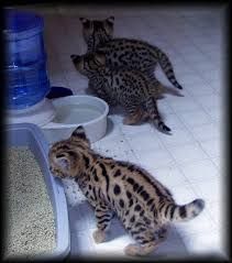 Male anad female Savannah Kittens Available xxxxxxxxxx
