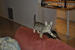 Well Socialized F1 and F2 Savannah Kittens Available
