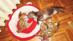 Savannah and Serval kittens