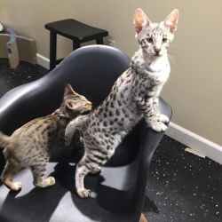 Savannah F1 and F2 kittens for sale