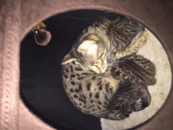 F4 Savannah kittens