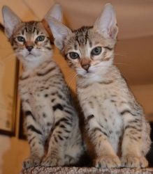 Golden F3 Savannah Kittens Available