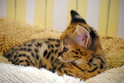 Lovely Savannah Kittens For New Homes