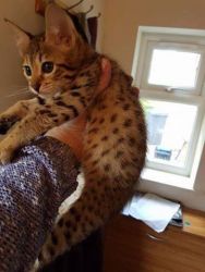 Adorable TICA Savannah Kittens Available for New Homes
