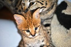Lovey TICA Savannah Kittens Available