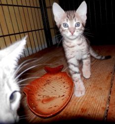 Cute Male and female Savannah Kittens Available for new homes