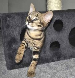 Savannah Kittens For New Homes