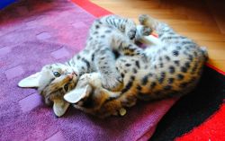 Cute Savannah Kittens for new homes