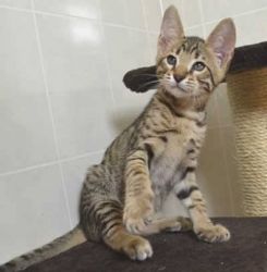 Adorable Savannah Kittens For New homes