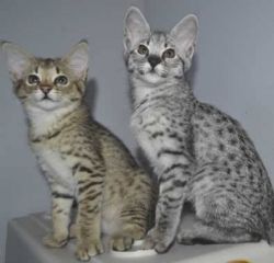 Pretty Savannah Kittens For New homes