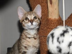 Savannah Kittens Ready for new homes