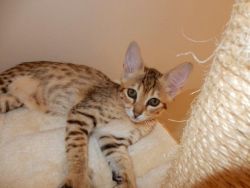 **F3 Savannah kittens for sale**