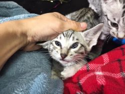 Healthy Savannah Kittens For New Homes