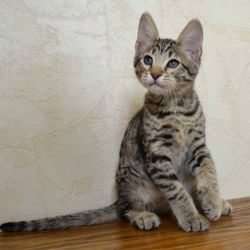Mae and Female Savannah Kittens Available For Re homing