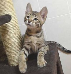 Healthy Savannah Kittens Available for New Homes
