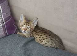 Savannah Kittens for Adoption