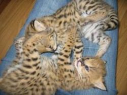 Serval and F1 savannah kittens available for adoption -