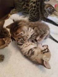 Sweet Savannah Kittens