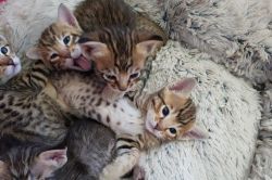 Special Savannah Kittens