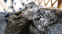Savannah kittens