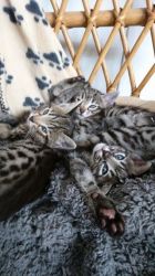 Savannah kittens for sale