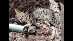 Male F5 Savannah Kitten