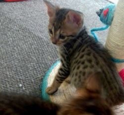 Exquisite F3 Savannah Kittens Beautifully Spotted