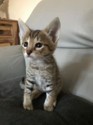 2 F4c Silver Female Kittens - Price Reduced