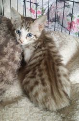 F4c Silver Female Savannah Kitten For Sale