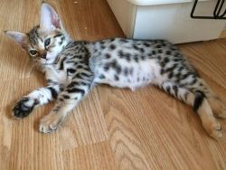 F3c female savannah kitten for sale