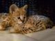 Male and female Savannah Kittens Available