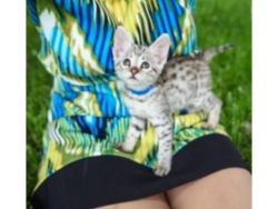Savannah Kittens for Re-homing