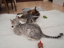 3 Savannah Kittens for Adoption