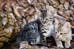Cute TICA Savannah Kittens