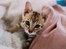 Home riase F3 Savannah Kittens Available