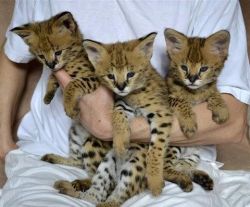 F2 savannah kittens(xxx) xxx-xxx1