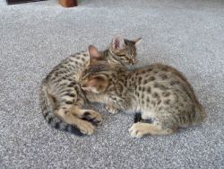 savanah kittens for sale