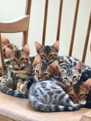 F1 Savannah kittens available for sale- Super Spotted