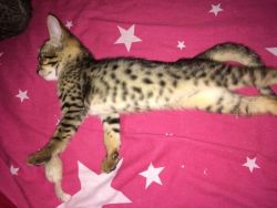 We offer Savannah Kittens from sale now