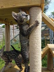 Adorable Savannah Kittens - ready with low price.