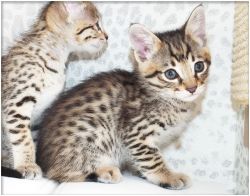 Healthy TICA Savannah Kittens